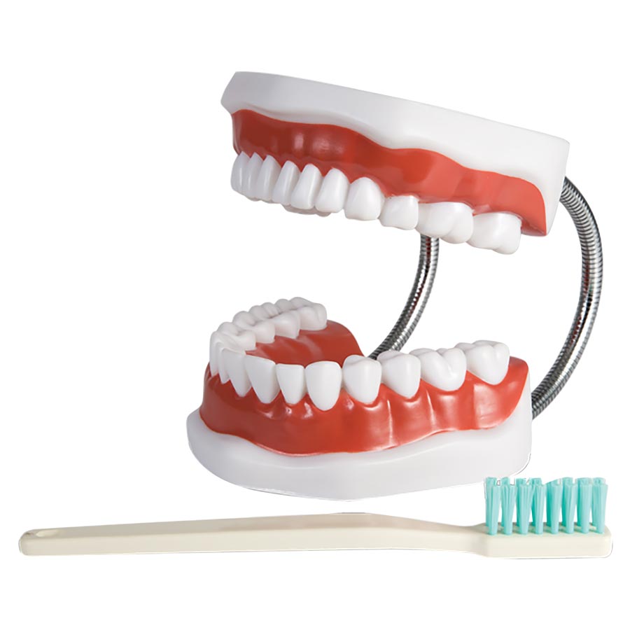 Patient Education Model X-Large Brush-N-Floss Ea product image